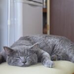 パパもママも忙しい子育て世代。パパがホッとできる時間はあるのか？それはいつなのか？ホッとできる時間や何をしているかについてLINEアンケートコミュニティ「パパしるべ総研」で聞きました