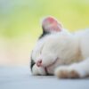 ネコ科最強のイクメン動物は誰だ！