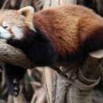 もしかして秋バテ!?子育て・仕事・家事に疲れているパパたちにアンケート