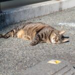 子育てパパの睡眠時間は足りない!?約7割が睡眠不足を感じてる!（