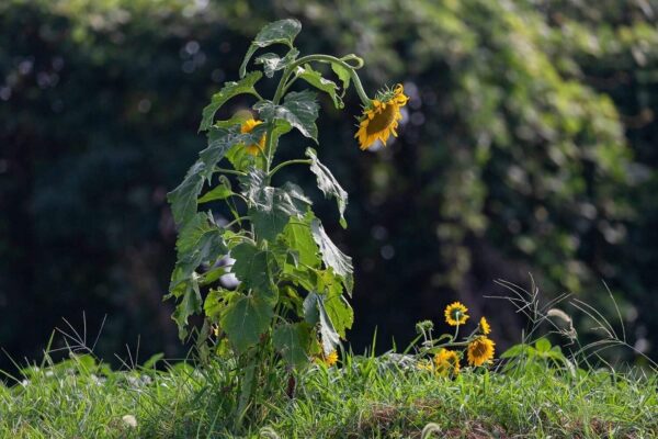 猛暑で外に行けない！子供との過ごし方パパたちはどう乗り切ってる？